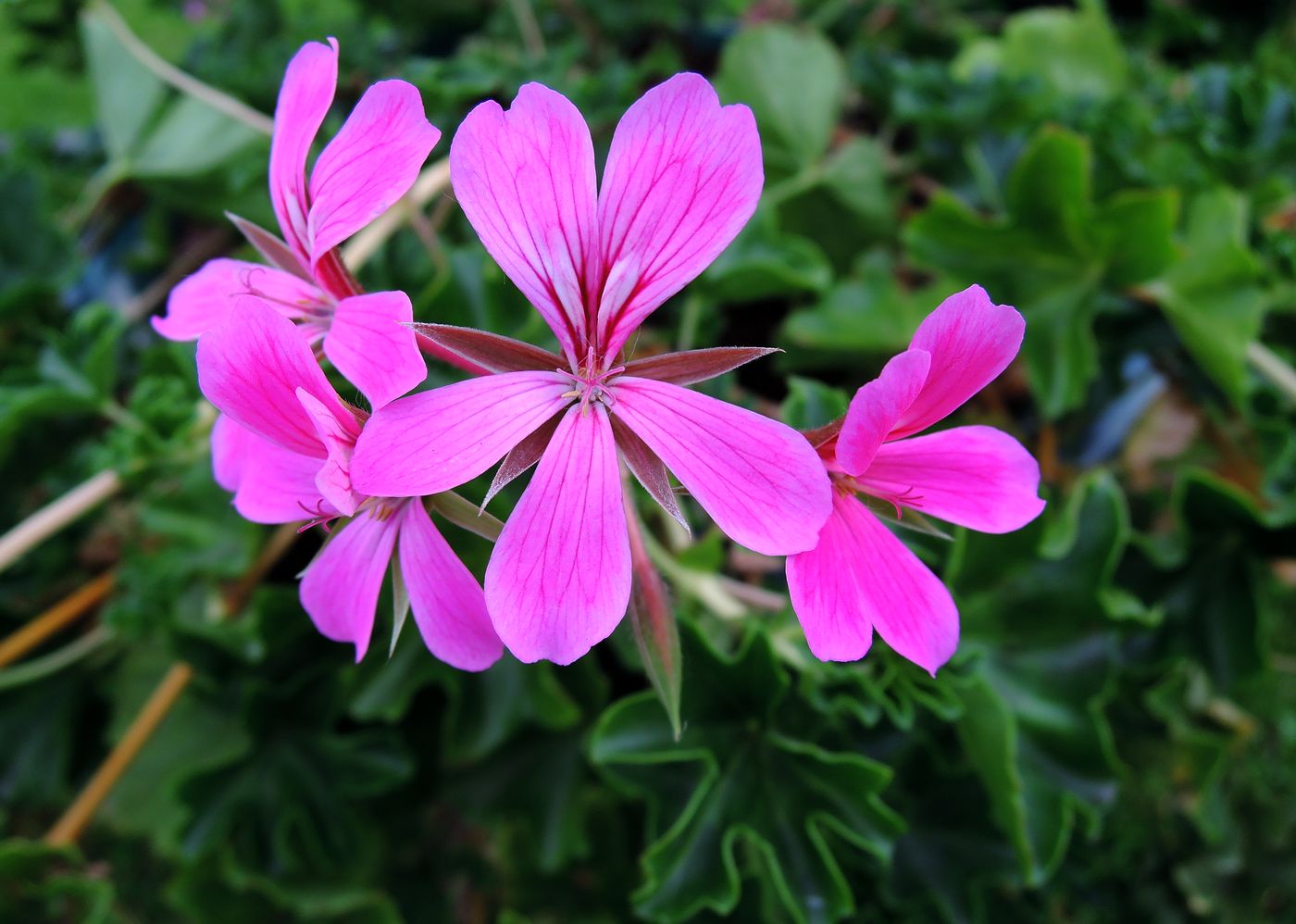 Изображение особи Pelargonium peltatum.