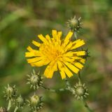 Hieracium umbellatum