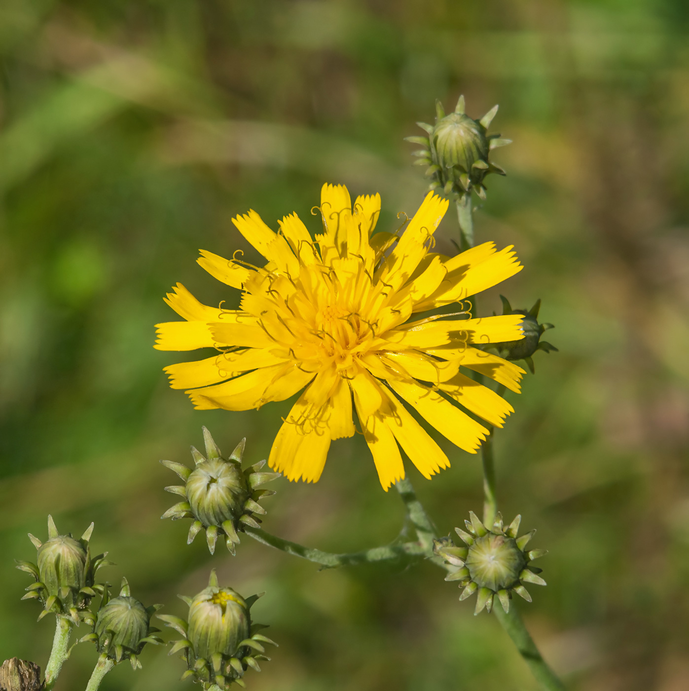 Изображение особи Hieracium umbellatum.