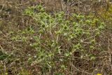 Eryngium campestre