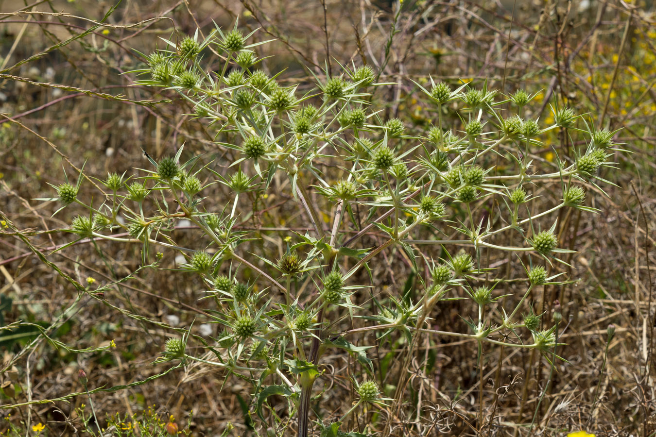 Изображение особи Eryngium campestre.