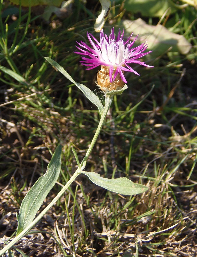 Изображение особи Centaurea jacea ssp. substituta.