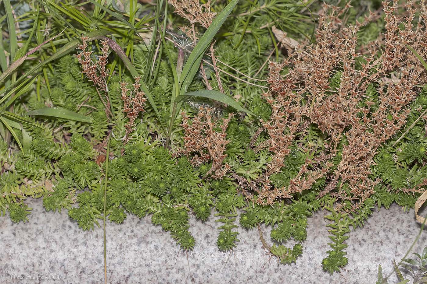 Image of Sedum sexangulare specimen.