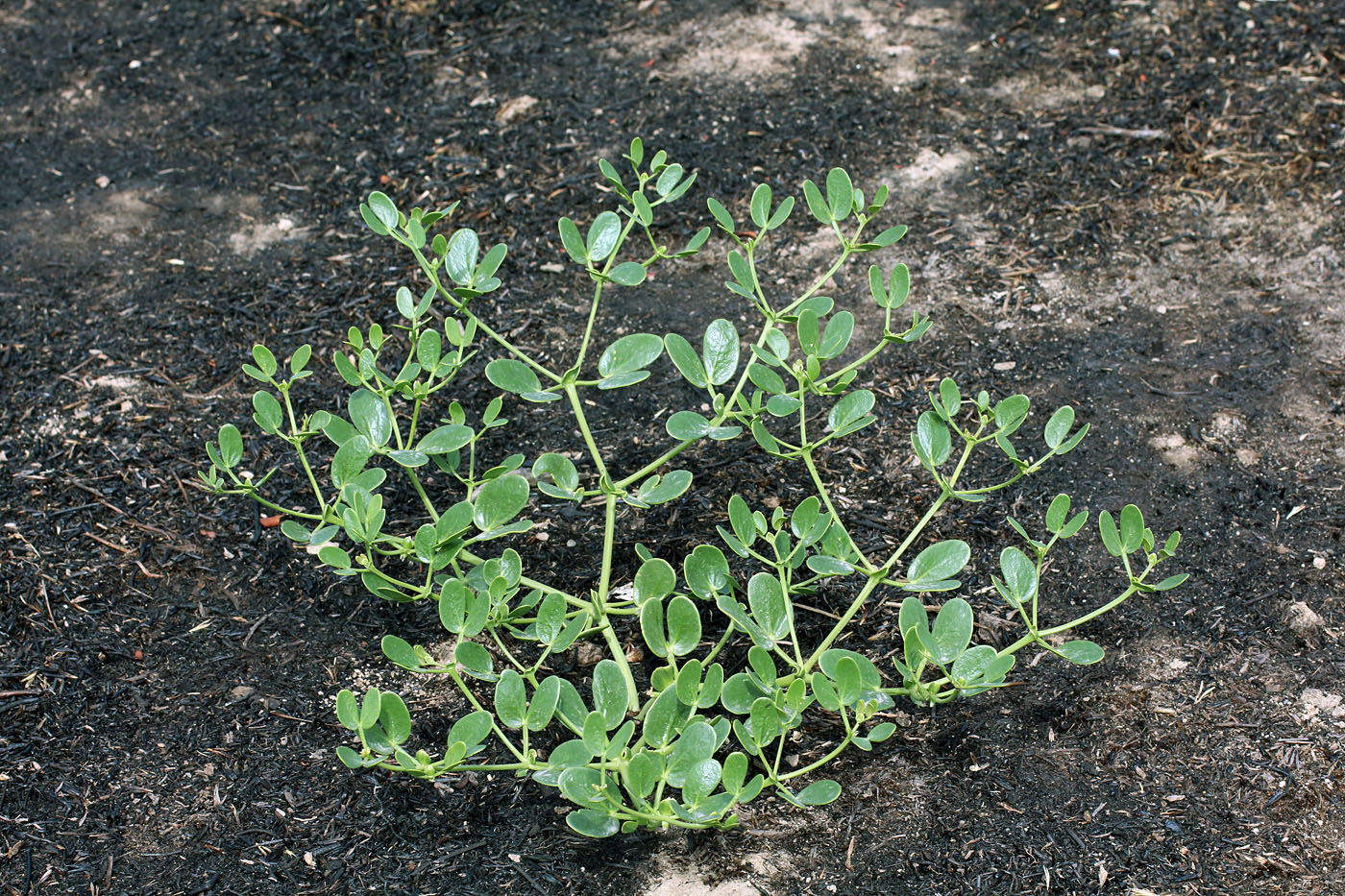 Image of Zygophyllum oxianum specimen.