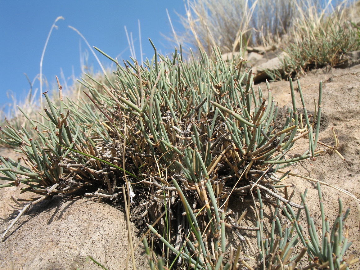 Изображение особи Ephedra regeliana.