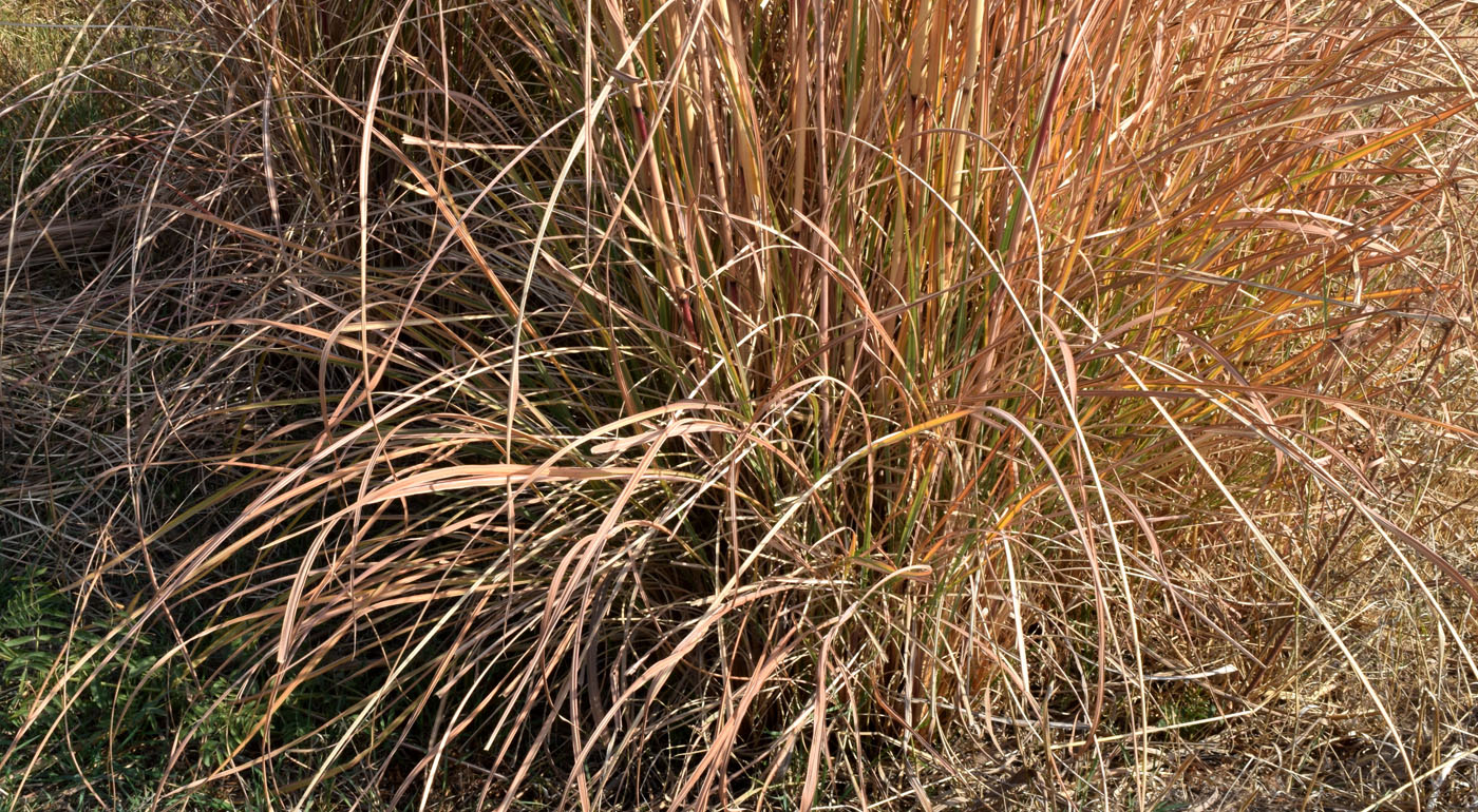 Image of Erianthus ravennae specimen.