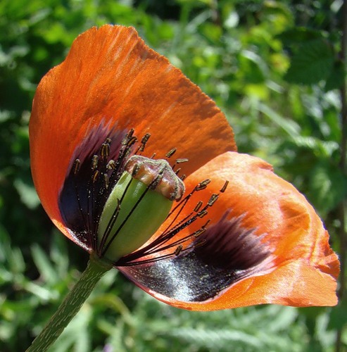 Изображение особи Papaver stevenianum.