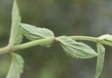 Scutellaria stepposa