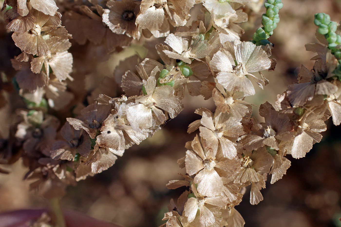 Image of Salsola dendroides specimen.