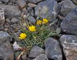 genus Taraxacum. Цветущее растение. Таджикистан, Фанские горы, окр. Мутного озера, ≈ 3500 м н.у.м., каменистая осыпь. 02.08.2017.