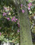 Ceiba speciosa. Часть ствола и ветви с цветками. Испания, автономное сообщество Каталония, г. Барселона, площадь Пау Вила (Plaça de Pau Vila), в культуре. 29.08.2017.