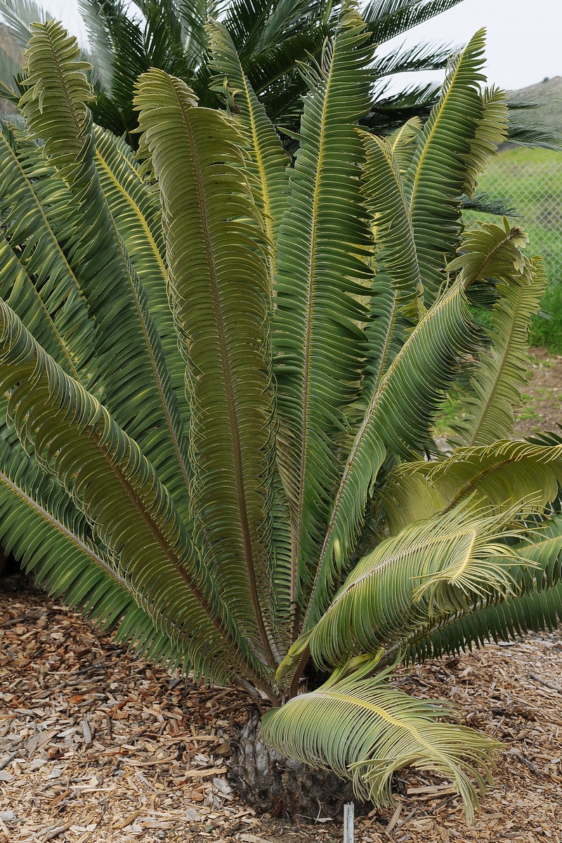 Image of Dioon tomasellii specimen.