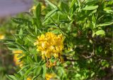 Rhododendron luteum