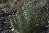 Artemisia leucophylla. Зацветающее растение. Сахалинская обл., Охинский р-н, п-ов Шмидта, берег Сахалинского залива. 18.07.2017.