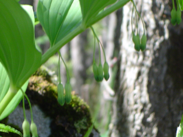 Image of Polygonatum orientale specimen.