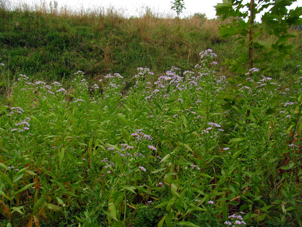 Изображение особи Symphyotrichum &times; salignum.