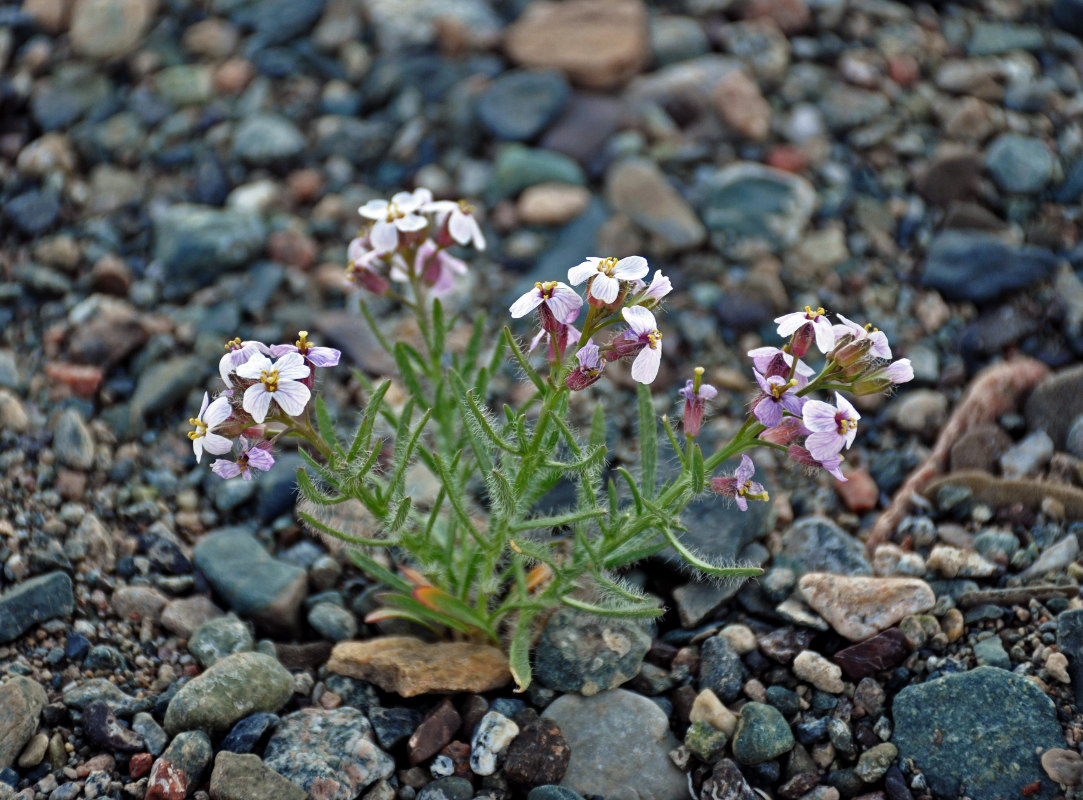 Изображение особи Dontostemon senilis.