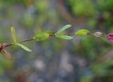 Silene armeria