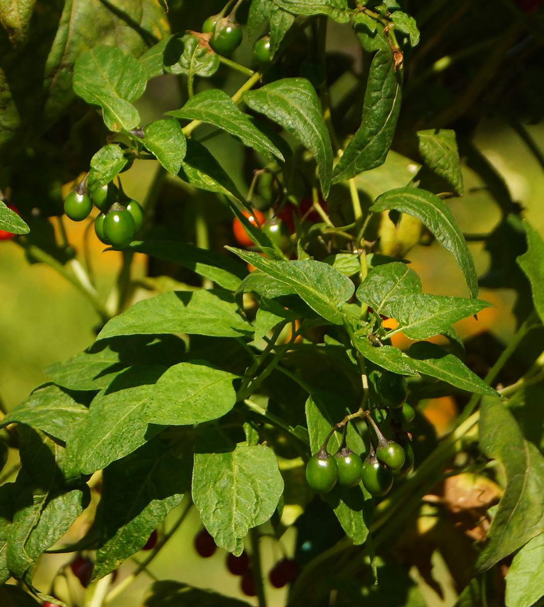 Image of Solanum dulcamara specimen.