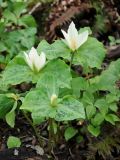 Trillium albidum