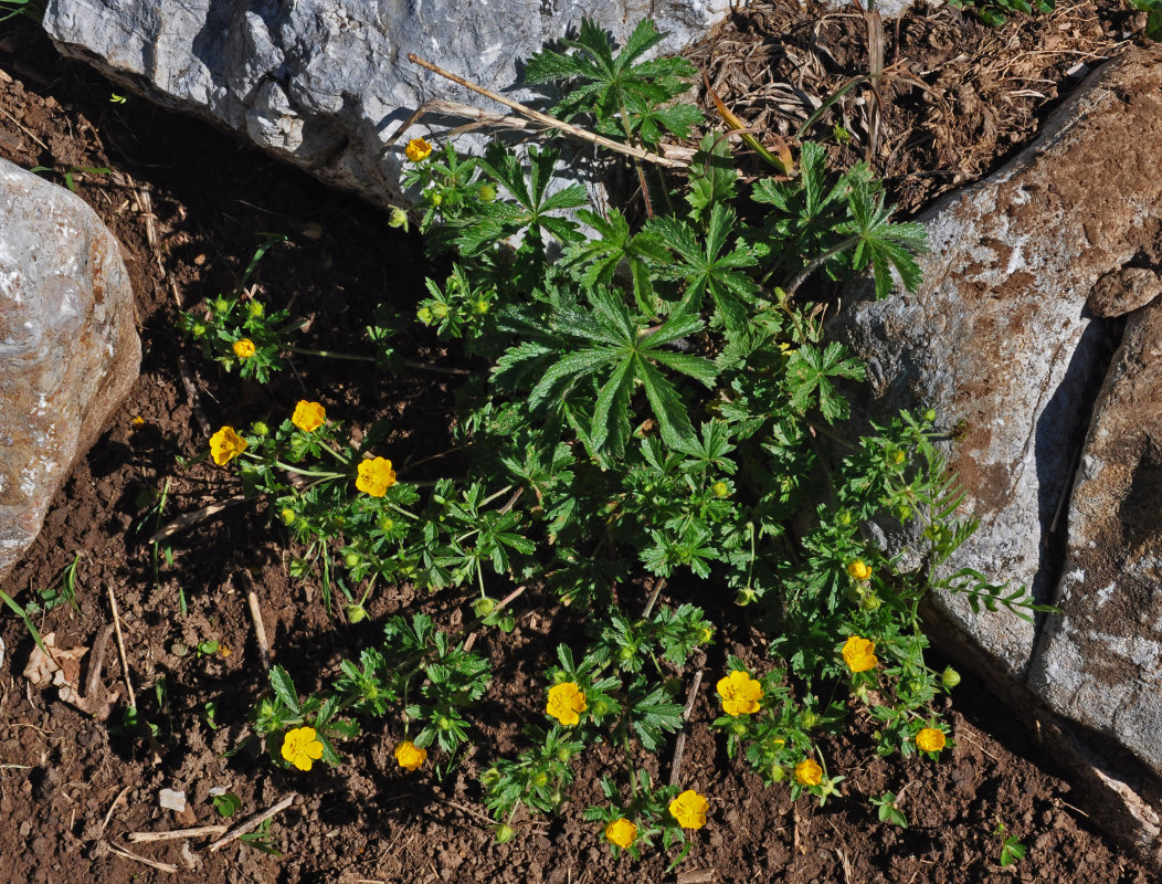 Изображение особи Potentilla humifusa.