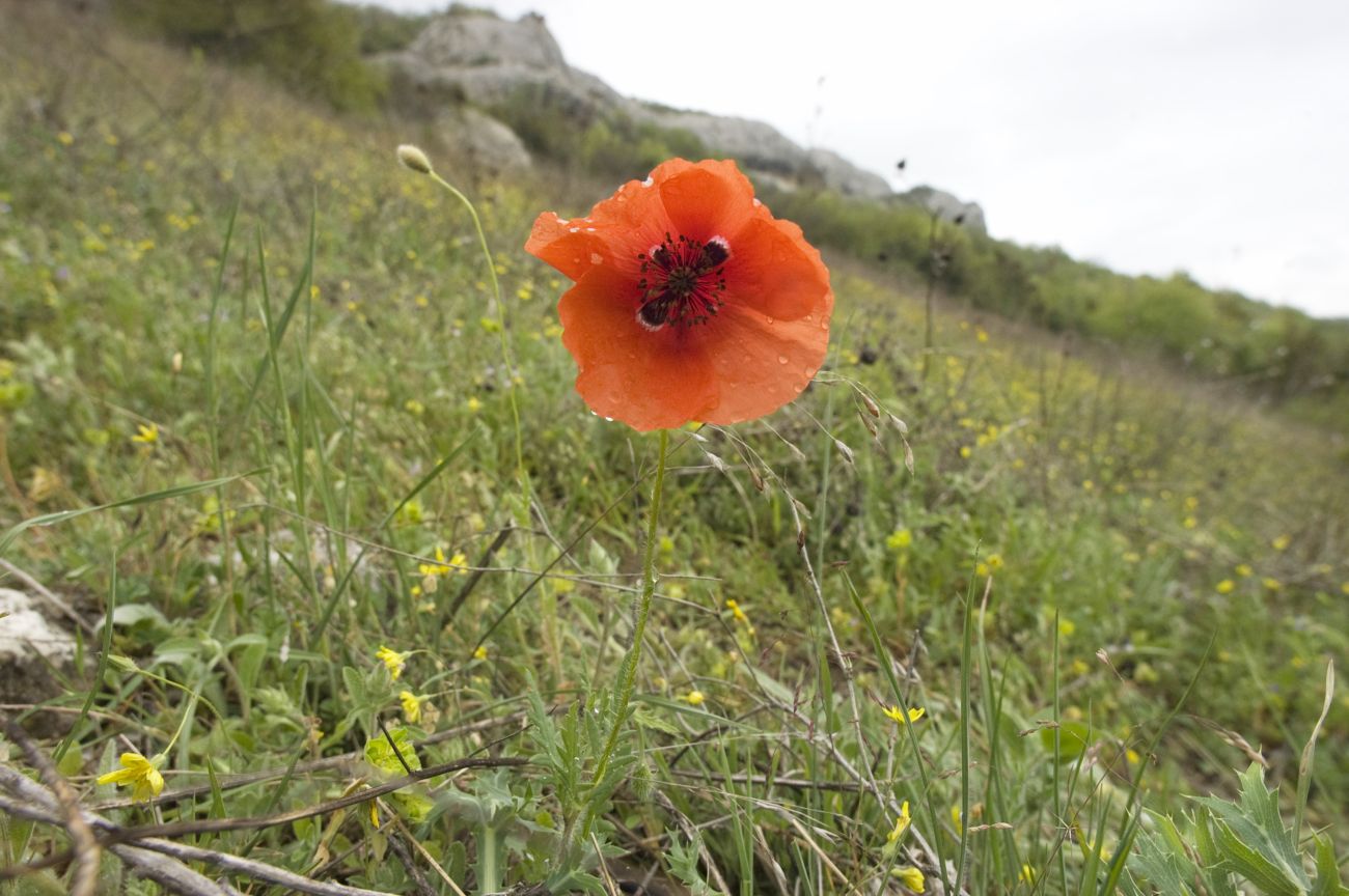 Image of Papaver rhoeas specimen.