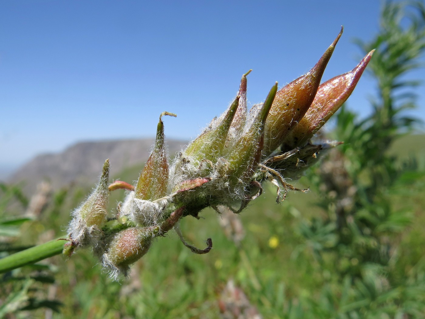 Image of Astragalus ugamicus specimen.