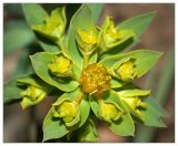 Euphorbia seguieriana. Соцветие (циатии). Республика Татарстан, Бавлинский р-н, г. Бавлы. 13.05.2010.