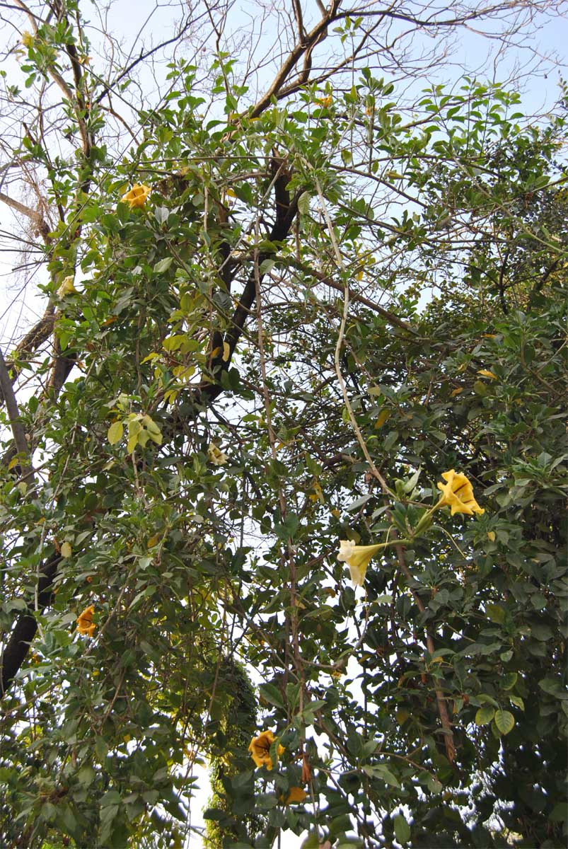 Image of Solandra maxima specimen.