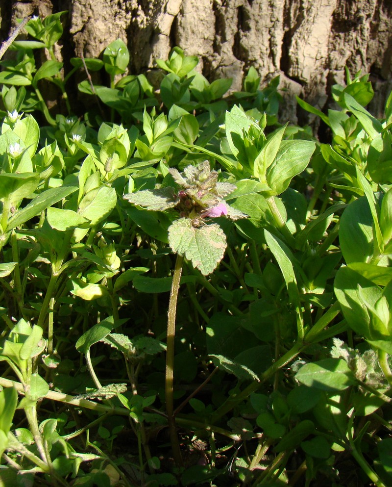 Изображение особи Lamium purpureum.