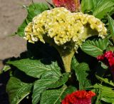 Celosia cristata