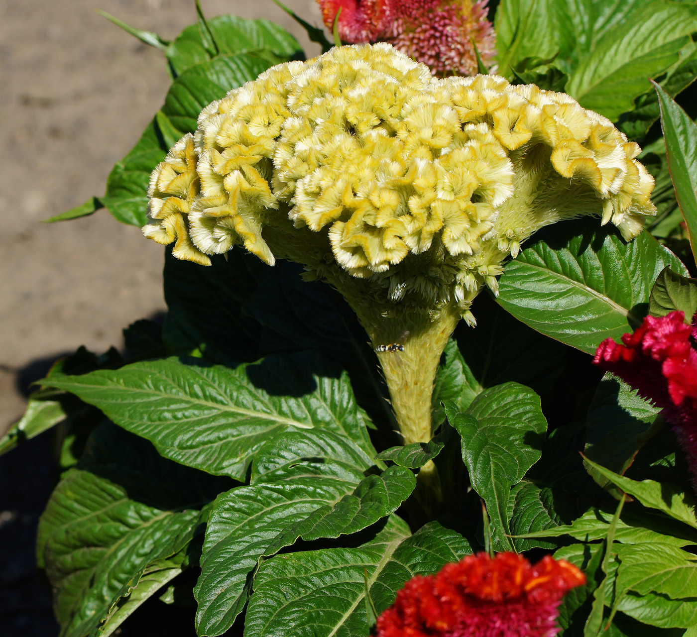 Image of Celosia cristata specimen.