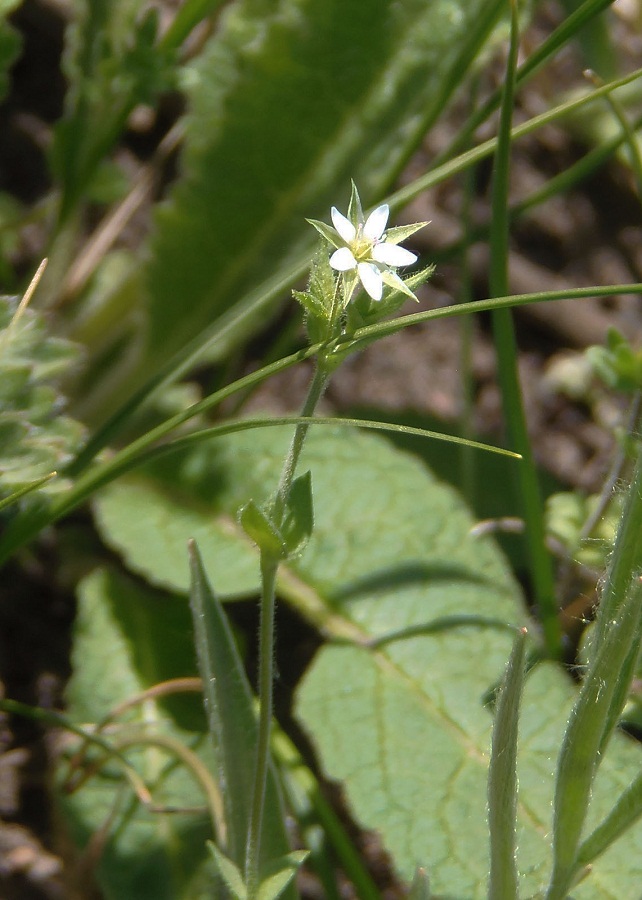 Image of Arenaria serpyllifolia specimen.