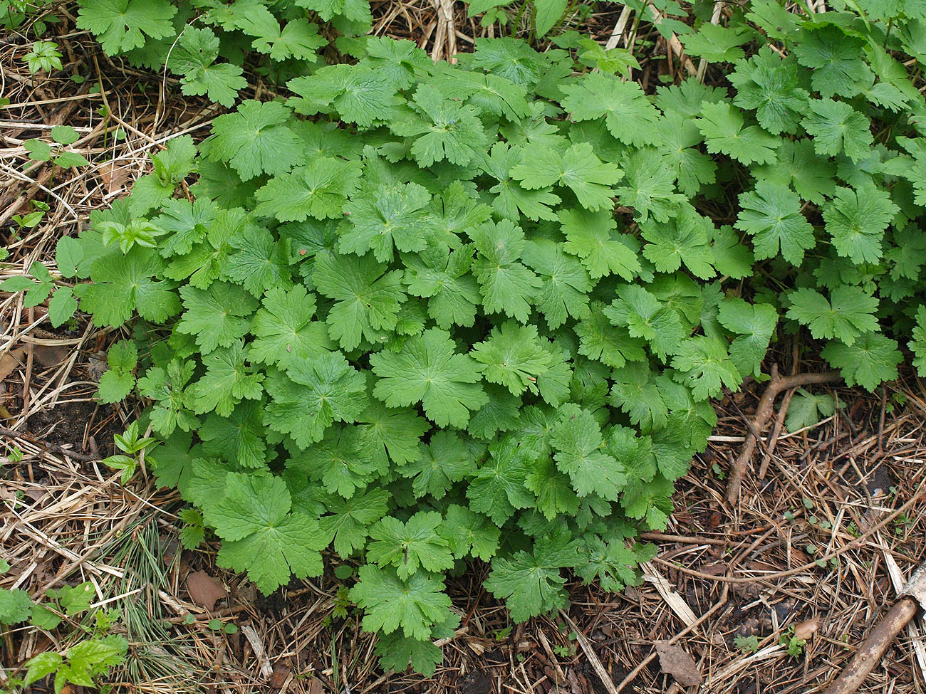 Изображение особи Geranium phaeum.