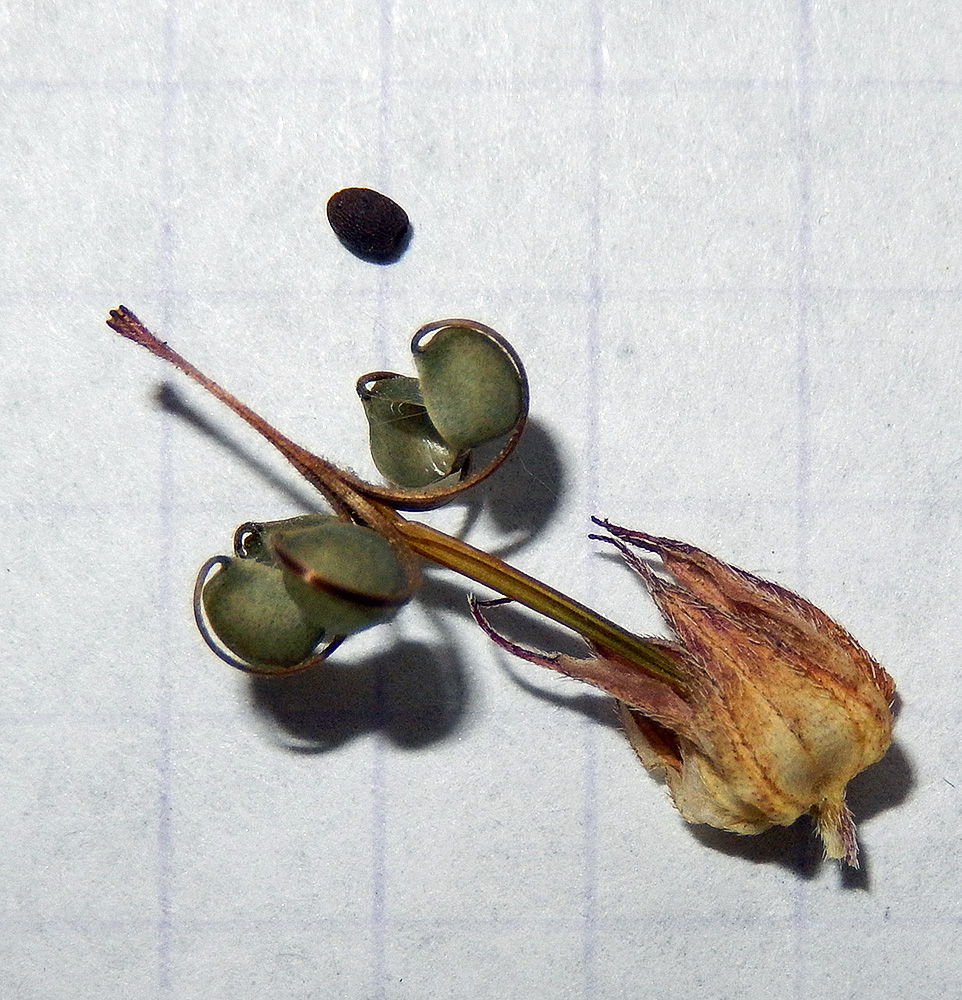 Image of Geranium columbinum specimen.