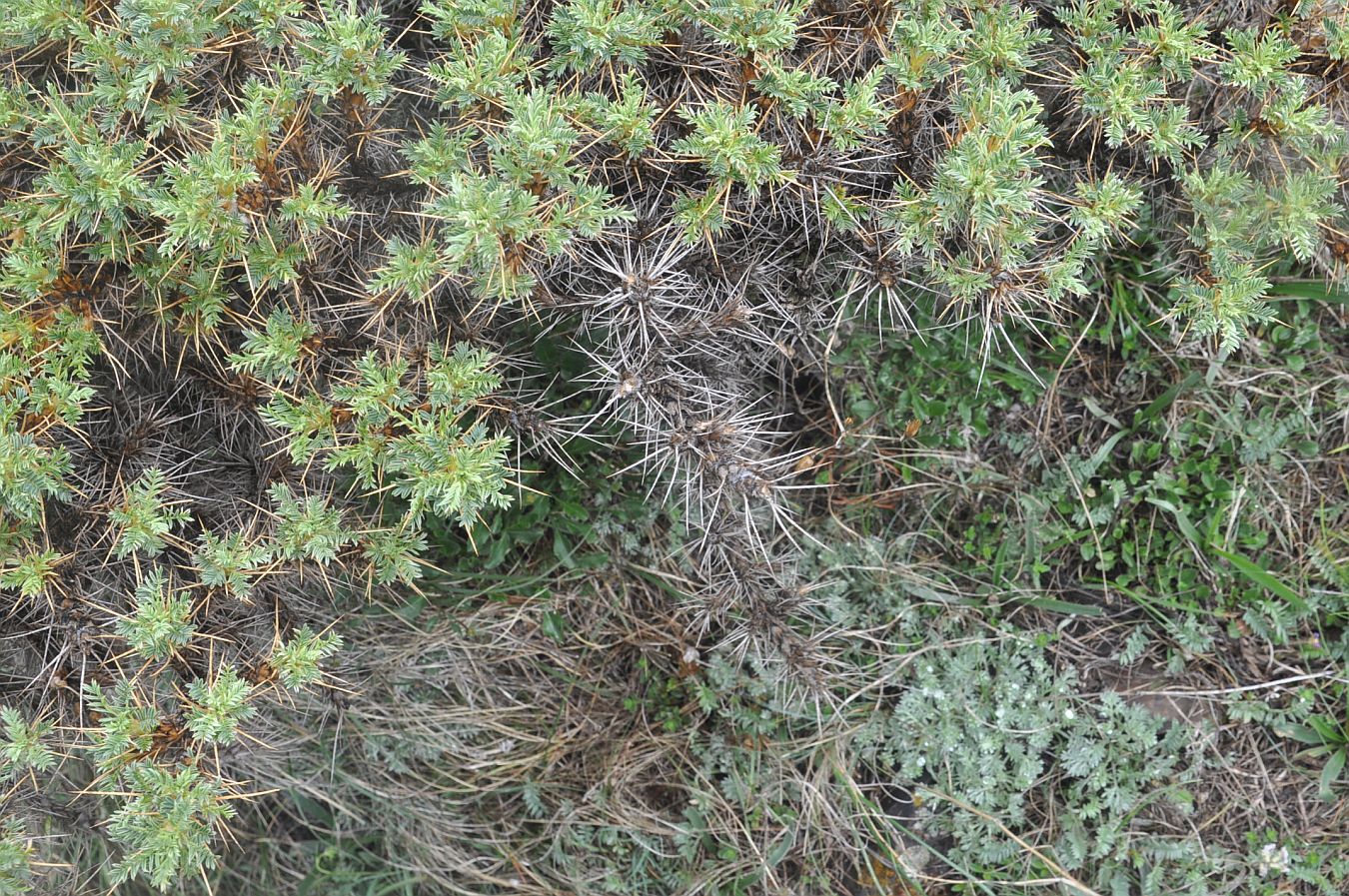 Image of Astragalus denudatus specimen.