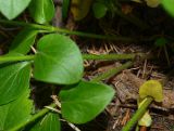 Vinca pubescens. Основания побегов с опушением. Москва, Воробьёвы горы, Ботанический сад МГУ, в культуре из Абхазии. 14.06.2018.