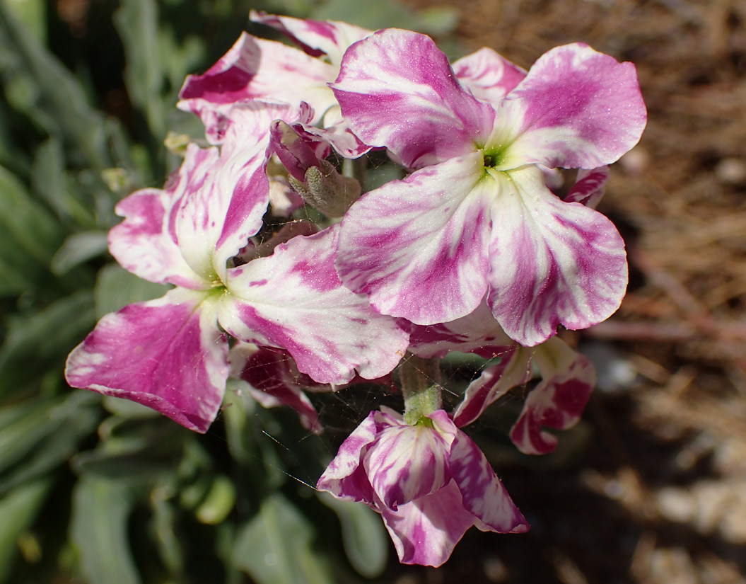 Изображение особи Matthiola incana.