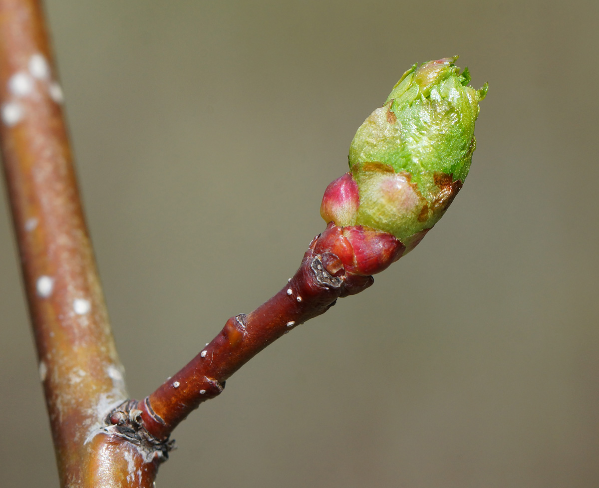 Image of Crataegus chlorocarpa specimen.