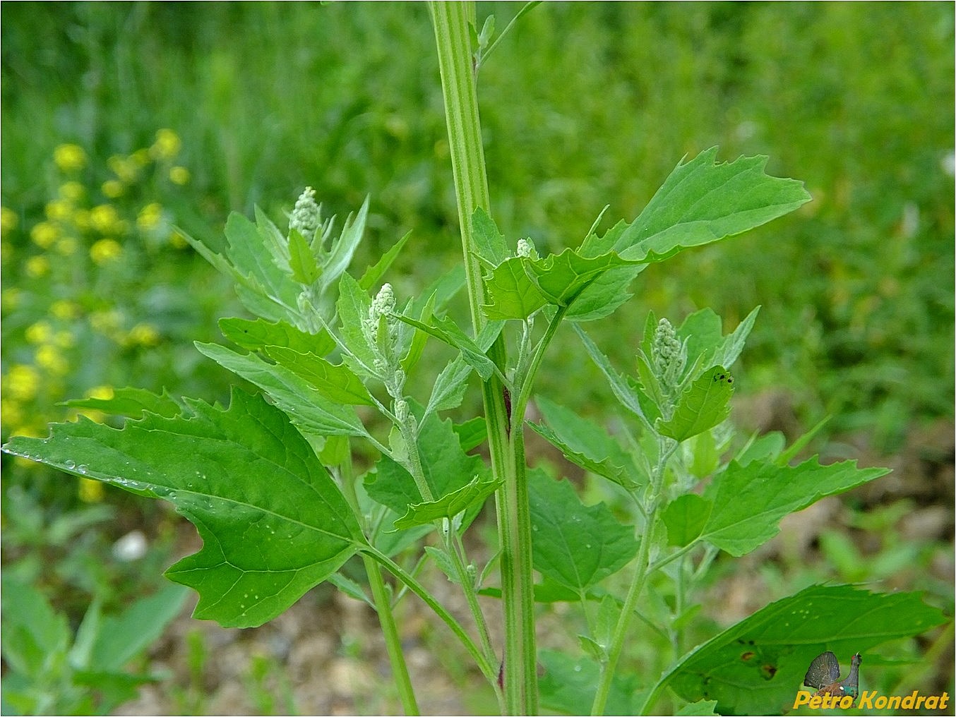 Изображение особи Chenopodium album.