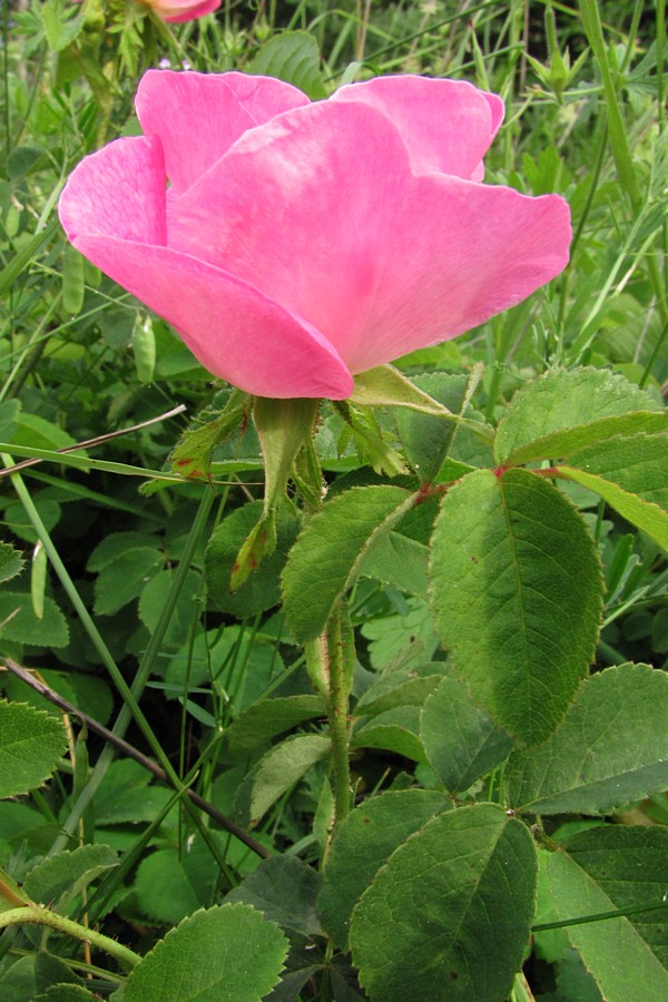 Image of Rosa gallica specimen.