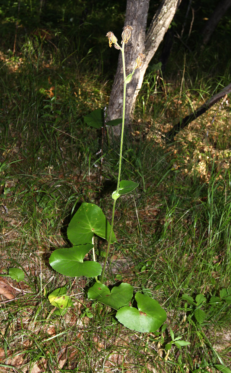 Image of Ligularia calthifolia specimen.