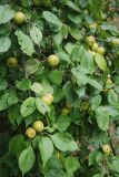 Malus sylvestris