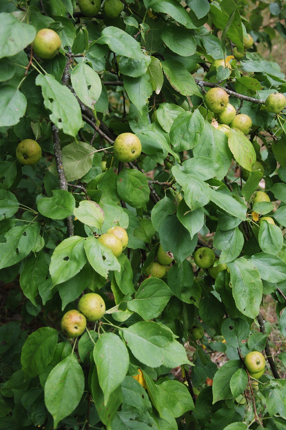 Image of Malus sylvestris specimen.