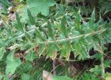 Cirsium obvallatum