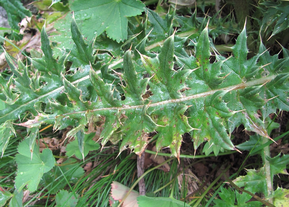 Изображение особи Cirsium obvallatum.