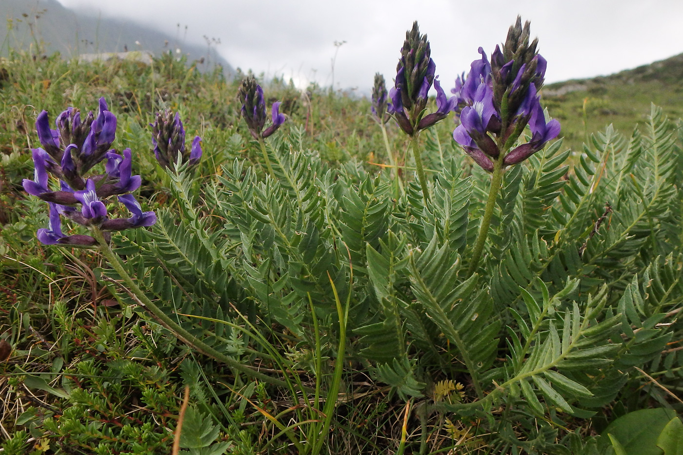 Изображение особи Oxytropis lazica.