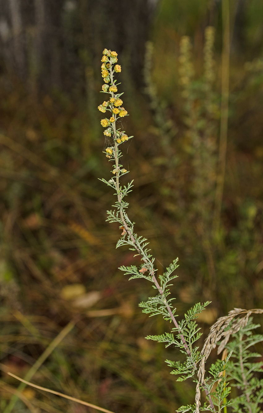 Image of Artemisia pontica specimen.