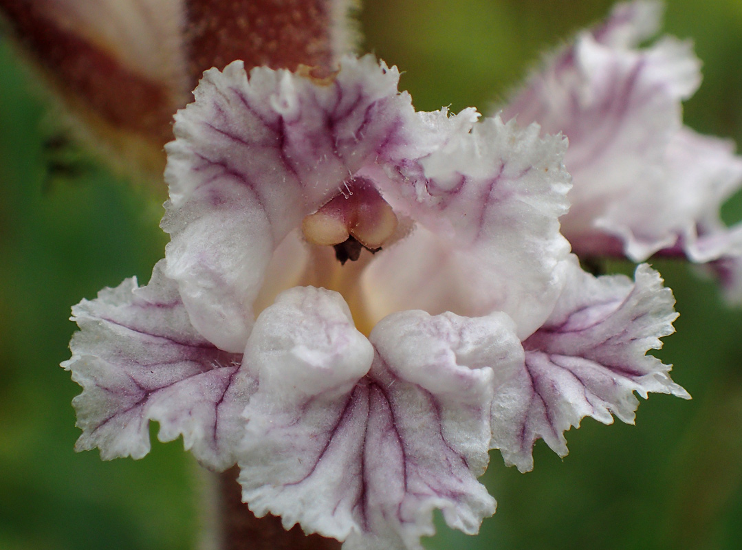 Image of Orobanche crenata specimen.