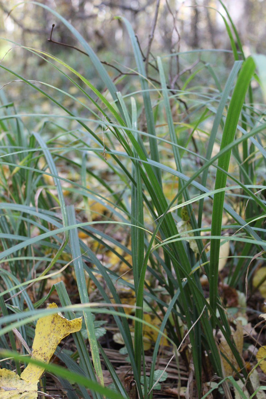 Image of Carex pilosa specimen.